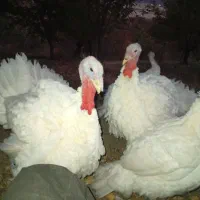 فروش بوقلمون|حیوانات مزرعه|سنندج, |دیوار