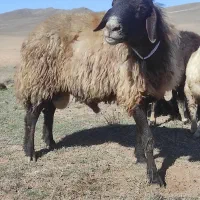 قوچ گله شش دندان|حیوانات مزرعه|اردبیل, |دیوار