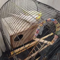 یک جفت لوتینو|پرنده|گلستان (تهران), |دیوار