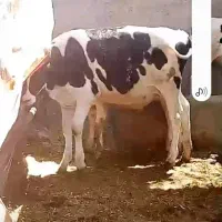فروش گوساله هلشتاین قطع شیری