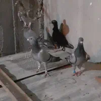 پلاکی معاوضه با رنگی