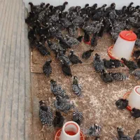 آمروک  بلک استار پلیمر راک