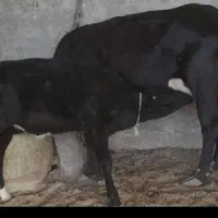 گاو ماده باگوساله