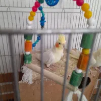 عروس هلندی|پرنده|محلات, |دیوار