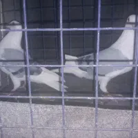 پلاکی‌ دوکت‌