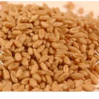 گندم بذری کاسکوژن