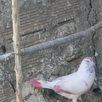 کفتر گم شده