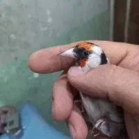 باسلام ۲عدد سهره   گل بلند