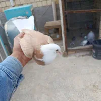 شازده زرد ماده