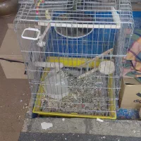 قفس طوطی عروس هلندی سایز کوچک و بزرگ شهرری دیلمان|لوازم جانبی حیوانات|ری, دیلمان|دیوار