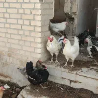 مرغ وخروس|حیوانات مزرعه|شوشتر, |دیوار