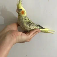 عروس هلندی