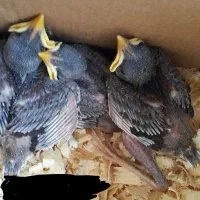 جوجه مینا نوک قرمز گردن بور