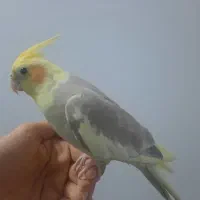 عروس هلندی سخنگو|پرنده|اراک, |دیوار