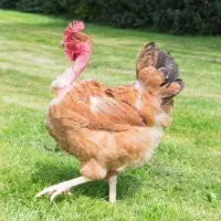 یک عدد مرغ و ۳ تا جوجه