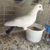 کفتر پرنده کبوتر دم سیاه سینه سرخ|پرنده|زارچ, |دیوار