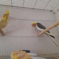 عروس هلندی باجوجه..گرینچیک