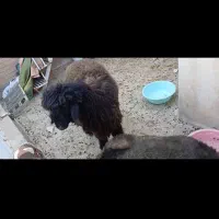 یک عدد بره درشت عالی