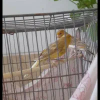 دو عدد قناری ماده اماده جفت|پرنده|فسا, |دیوار