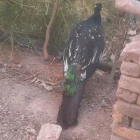 فروش یک دونه طاوس نر نژادهندی ابی|پرنده|گیان, |دیوار