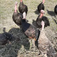 فروش بوقلمون|حیوانات مزرعه|لیسار, |دیوار