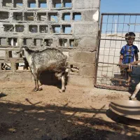 تعدادی نری خانگی فول پلم آدرس سیریک|حیوانات مزرعه|سیریک, |دیوار