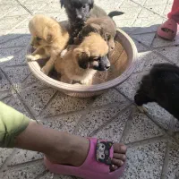 توله سگ نژاد اشپیتز