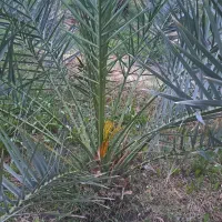 خریدار اب باغ