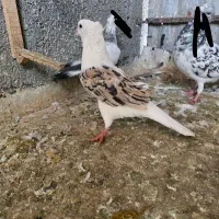 پشت هفترنگ  و سار  کاکلی