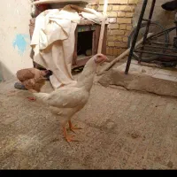 خروس و مرغ لاری