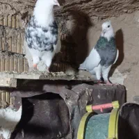 طوقی|پرنده|سی‌سخت, |دیوار