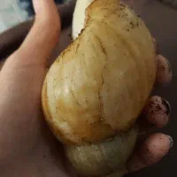 حلزون/کلسیم/مکمل/خاویار