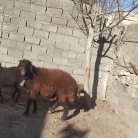 بره وبز|حیوانات مزرعه|چناران, |دیوار