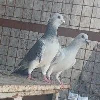 جفت بدرنگ شامی