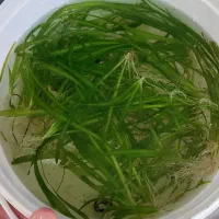 گیاه اکواریومی