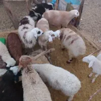 بره . نر .ماده|حیوانات مزرعه|رابر, |دیوار