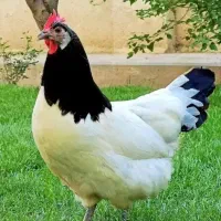 جوجه خروس لاکنودر