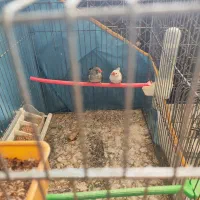 سه عددفنچ|پرنده|شیروان (خراسان), |دیوار
