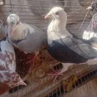 کویتی سیاه ماده