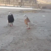 طوقی|پرنده|شیراز, بید زرد|دیوار