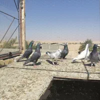 تعدادی پلاکی نر دسته اولی