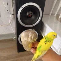 عروس هلندی با مرغ عشق