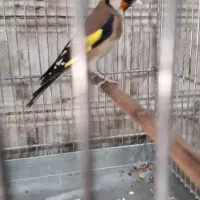 سهره نرمتولد قفس|پرنده|شهریار, شهرک امیریه|دیوار