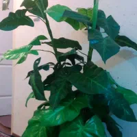 درختچه مصنوعی گل|گل مصنوعی|شیراز, کوزه گری|دیوار