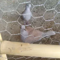 کبوتر خانگی