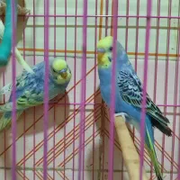 مرغ عشق|پرنده|خاش, |دیوار