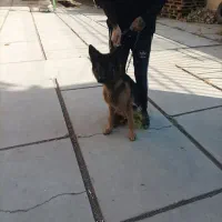 سگ ژرمن  باهوش