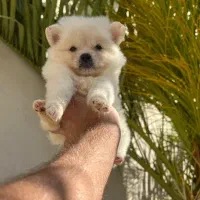 سگ پامرانین خرسی|سگ|یاسوج, |دیوار