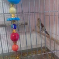 جوجه سره نر