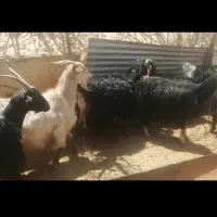 حیوون